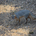 grey fox