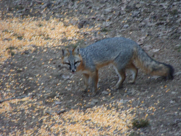 Spotting Image 1