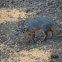 grey fox