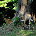 White Tailed Deer