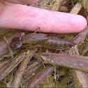 Green Darner Dragonfly Larvae