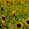 sunflower butterfly.jpg