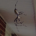 Weaver spider