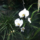 Phalaenopsis Orchid