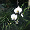 Phalaenopsis Orchid
