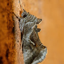 Celery looper moth