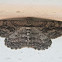 Common Gray