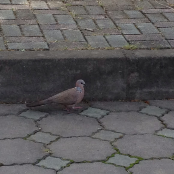 Spotting Image 1