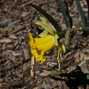 daffodil