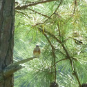 Eastern Bluebird