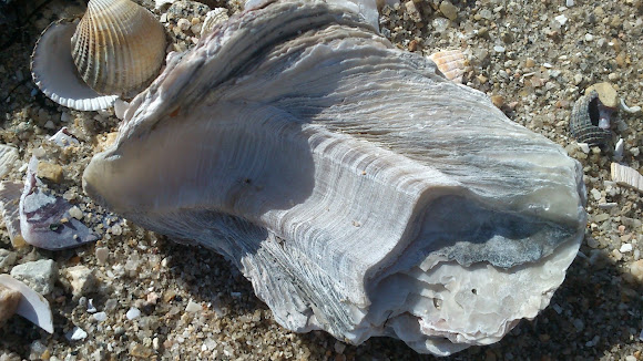 Spotting Image 1
