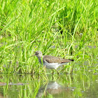 Solitary Sandpiper