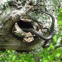 northern black racer