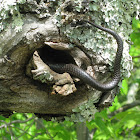 northern black racer