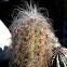 Old Man Cactus