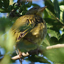 Cape Weaver