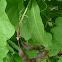 Garrotillo