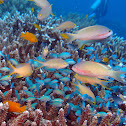 Threadfin anthias