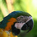 Blue-and-yellow Macaw