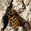 Social Wasp
