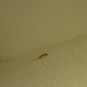 mediterranean house gecko