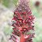 Orobanche foetida