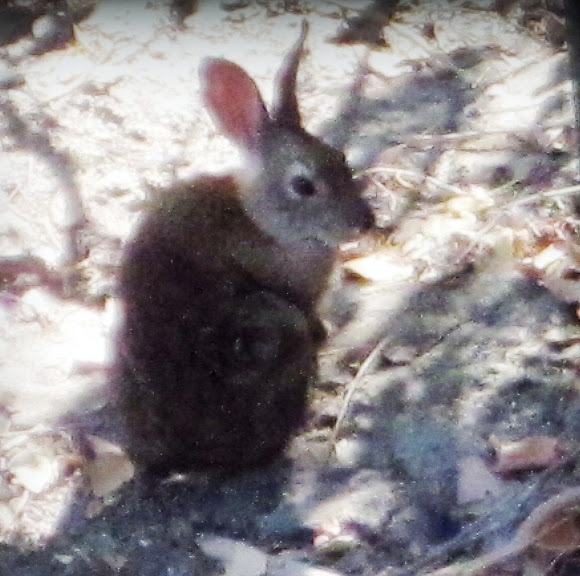 Spotting Image 1