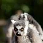 Ring-tailed lemur