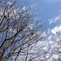 Birds   Nest