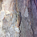 Metallic Wood-Boring Beetle
