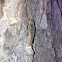 Metallic Wood-Boring Beetle