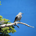 Clark's Nutcracker