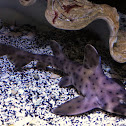 Horn Shark