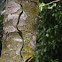 Paradise Tree Snake