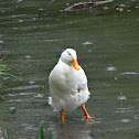 Domestic Duck