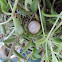 Bewick's Wren Egg