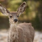 Mule Deer