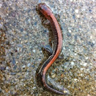 Red backed salamander