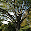 Cut Leaf Beech
