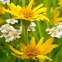 alpine arnica