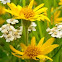 alpine arnica