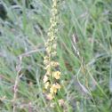 Common agrimony