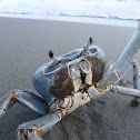 giant (blue) land crab