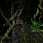 Chipmunk