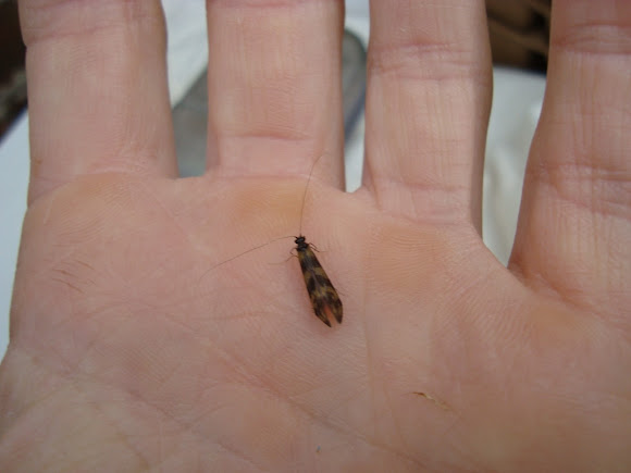 Spotting Image 1