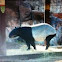 Malayan tapir