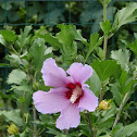 Hibiscus syriacus L