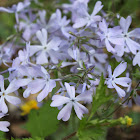 Wild Blue Phlox