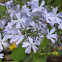 Wild Blue Phlox