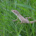 Anolis